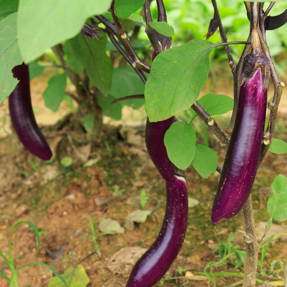 Chinese Eggplant lb, 가지 lb – MEGAMART | MegaKfood