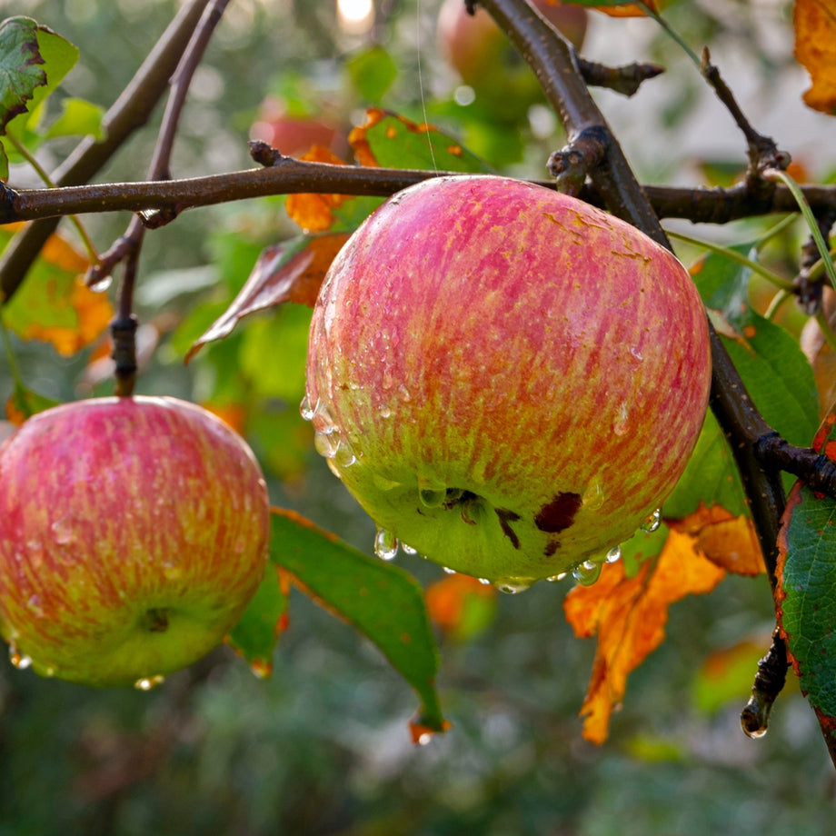 Premium Fuji Apples lb, 프리미엄 후지 사과 부사 lb (1lb = 약 2개) – MEGAMART