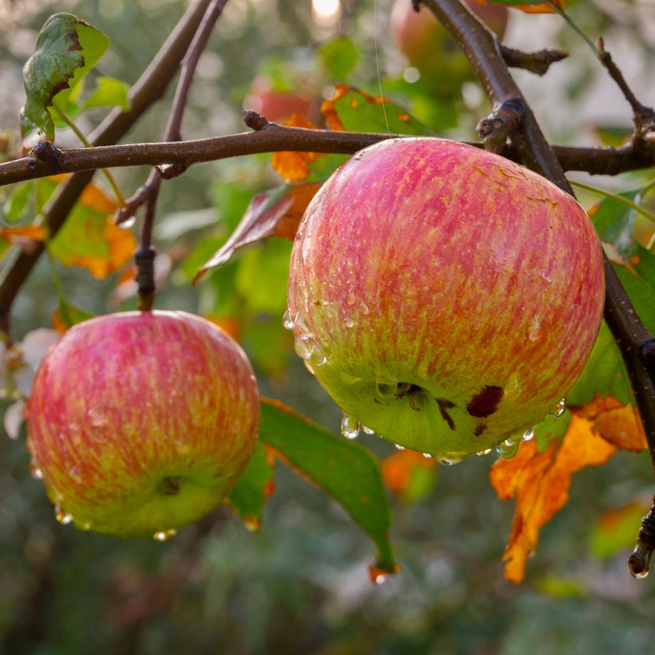 Organic Fuji Apples, 1 lb, Hikari Farms